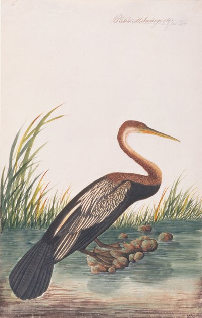 Oriental Darter, from Drawings of Birds from Malacca, c.1805-18 by Chinese School